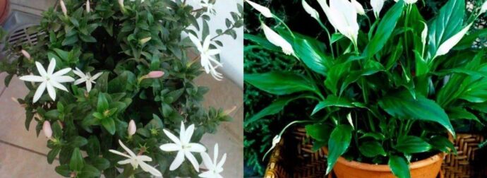 Τα φυτά της τεμπέλας: 20 φυτά για το μπαλκόνι που δε χρειάζονται περιποίηση και αντέχουν καιρό χωρίς πότισμα