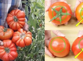 Πως να ξεχωρίστε τις φυσικά ώριμες ντομάτες από τις χημικά επεξεργασμένες 