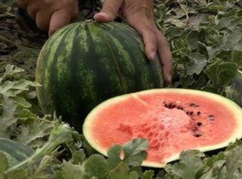 Θρίλερ με τον θάνατο 4μελούς οικογένειας στην Ινδία – Πέθαναν αφού έφαγαν καρπούζι με ποντικοφάρμακο