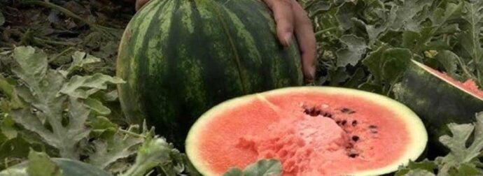 Θρίλερ με τον θάνατο 4μελούς οικογένειας στην Ινδία – Πέθαναν αφού έφαγαν καρπούζι με ποντικοφάρμακο