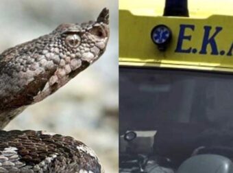 Τρόμος από νέα επίθεση οχιάς – Στην εντατική 75χρονος