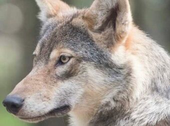 Φωκίδα: Λύκος επιτέθηκε σε γυναίκα – Πάλεψε 10 λεπτά μαζί του και σώθηκε