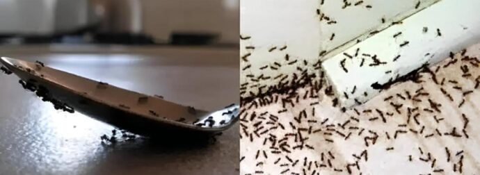 Μυρμήγκια σε πάγκους, μπαλκονόπορτες και αυλές: Τα 5 κόλπα των ειδικών για να τα εξαφανίσετε στο πι και φι