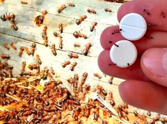 Παγίδα μυρμηγκιών: Πώς να απαλλαγείτε για πάντα από αυτά χωρίς να χρησιμοποιήσετε φυτοφάρμακα