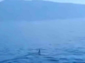 Καρχαρίας μάκο εμφανίστηκε στον Παγασητικό: «Πρόκειται για ένα άγριο ζώο», λέει ειδικός