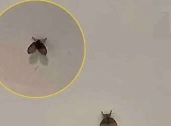 Μικροσκοπικά μυγάκια στο μπάνιο – Γιατί εμφανίζονται και πως να απαλλαγείτε από αυτά