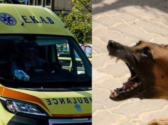 Στο νοσοκομείο 7χρονη μετά από επίθεση σκύλου: Την δάγκωσε στο αυτί, τον αυχένα, την ωμοπλάτη και το στέρνο