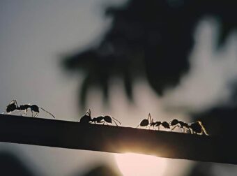 10 σταγόνες στην πόρτα και δεν θα υπάρχουν πια μυρμήγκια στο σπίτι