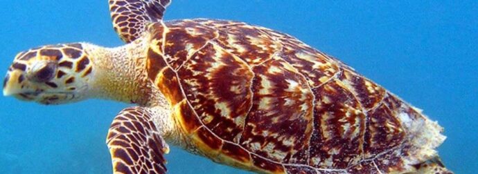 Νεκρή χελώνα από τα σπανιότερα είδη του κόσμου βρέθηκε κρεμασμένη ως «διακοσμητικό» έξω από σπίτι στην Πάρο