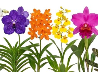 Ποια από τις ορχιδέες σας τράβηξε πρώτη το βλέμμα