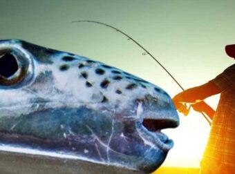 Όλοι τρέχουν να πιάσουν τους λαγοκέφαλους – Δίνουν δώρα ακόμα και τηλεοράσεις