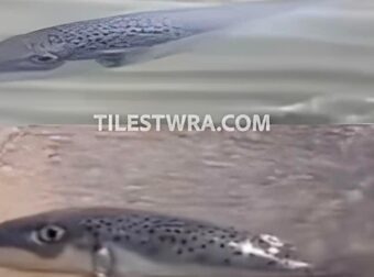 Λαγοκέφαλος βγαίνει στη στεριά με φόρα σε παραλία της Εύβοιας – Το βίντεο με τον μεγάλο πρωταγωνιστή του καλοκαιριού
