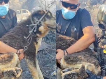 Αστυνομικοί έσωσαν σκύλο από τα καμμένα στη φωτιά στο Ωραιόκαστρο