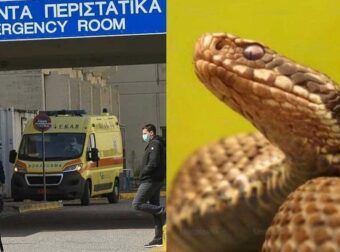 Φίδι δάγκωσε φοιτητή στο κέντρο πόλης – Νοσηλεύεται στο νοσοκομείο – Που είχε κρυφτεί το ερπετό