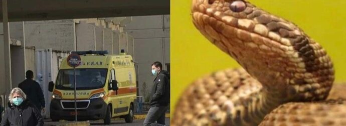 Φίδι δάγκωσε φοιτητή στο κέντρο πόλης – Νοσηλεύεται στο νοσοκομείο – Που είχε κρυφτεί το ερπετό