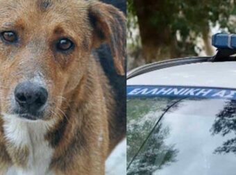 Σοκ στην Κεφαλονιά – Σοκάρει ο τρόπος που σκότωσαν αδέσποτο σκύλο
