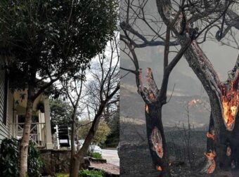 Ποια είναι τα δέντρα που μπορούν να γίνουν «ασπίδα» για το σπίτι σας απέναντι στις φωτιές