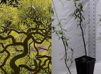 Φυτέψτε αυτό το δέντρο το φθινόπωρο – Θα γίνει ένα πραγματικό στολίδι για τον κήπο σας