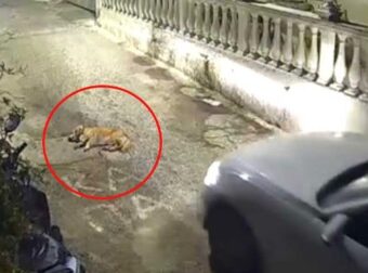 Κέρκυρα: «Δεν ήθελα να το πατήσω» ισχυρίστηκε η 44χρονη που σκότωσε σκύλο με το αυτοκίνητό της