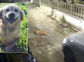 Στον εισαγγελέα η γυναίκα οδηγός που πάτησε σκύλο με ΙΧ στην Κέρκυρα – Αντιμέτωπη με κάθειρξη έως 10 έτη και πρόστιμο