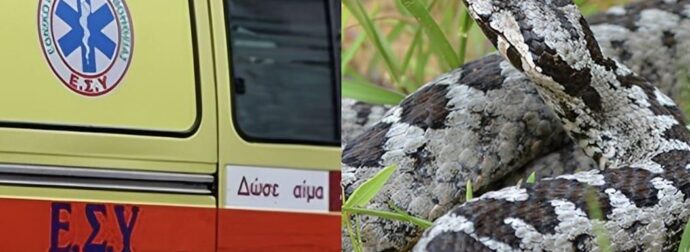 Οχιά δάγκωσε 18 μηνών βρέφος και τον 14χρονο αδερφό του