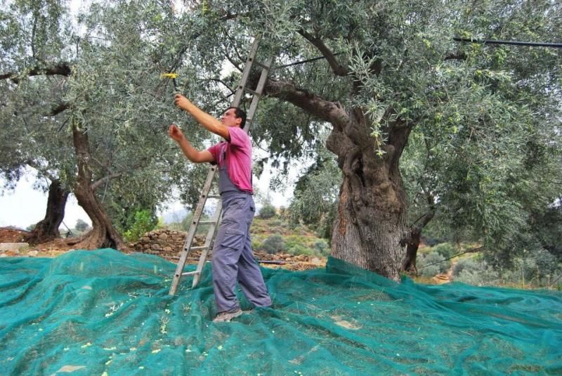 Μεροκάματα 60€ στην Ελιά & Απαιτήσεις για Φρέντο: Τι Καταγγέλλουν οι Παραγωγοί